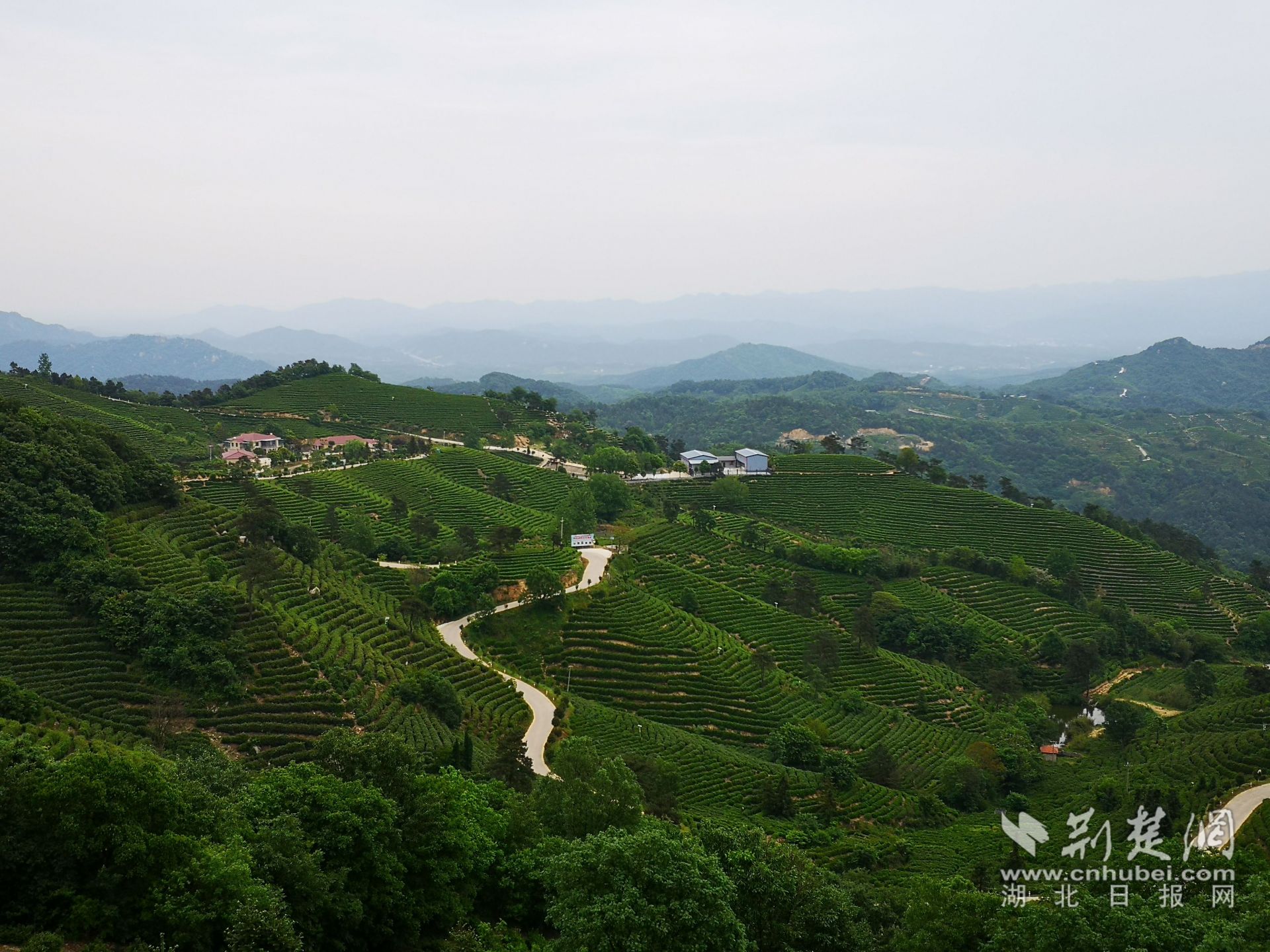 大悟三里城鎮(zhèn)茶園.jpg.jpg