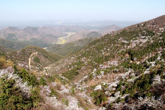 山上櫻花，山下油菜.jpg