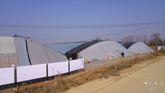 首個山東壽光圣女果大棚基地落 戶中灣村.JPG