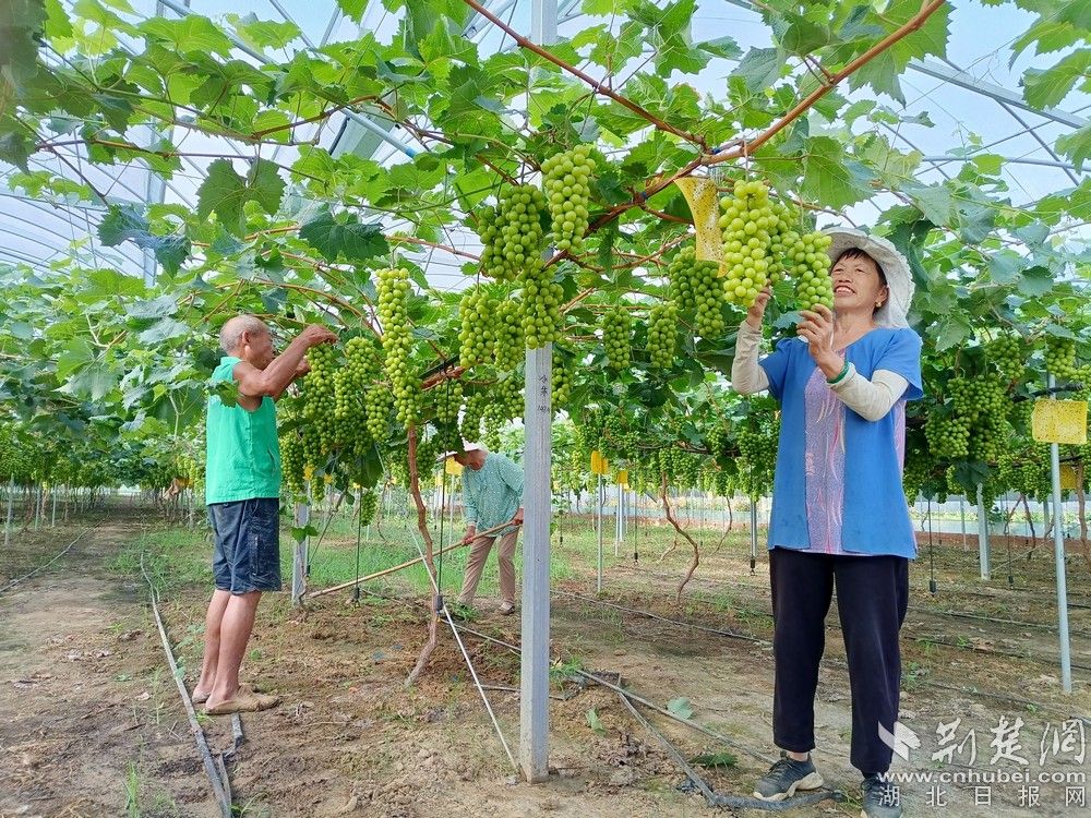 西王村陽光玫瑰葡萄園。通訊員 程愛華 攝.jpg.jpg