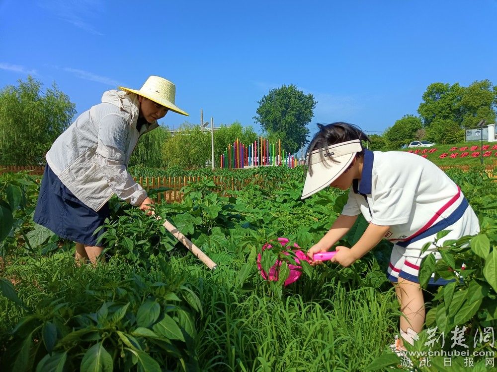 市民帶孩子在共享菜園里鋤草、澆水。通訊員 程愛華 攝.jpg.jpg