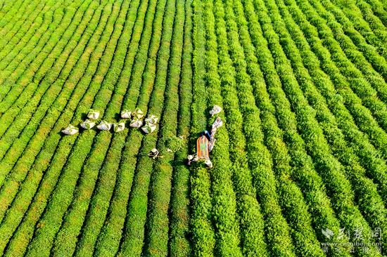 萬畝茶園  劉克強_副本.jpg.jpg